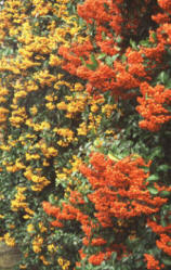 Mixed coloured berries on Pyracanthas.